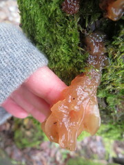 Phaeotremella frondosa