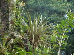 Tillandsia longifolia image