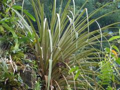 Tillandsia longifolia
