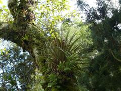 Tillandsia longifolia