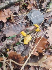 Tremella mesenterica