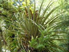 Tillandsia longifolia
