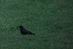 Corvus corone