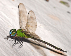 Coryphaeschna adnexa
