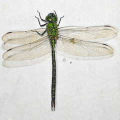 Coryphaeschna adnexa