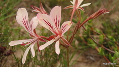Pelargonium carneum