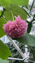 Dombeya × cayeuxii