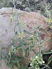 Asclepias mellodora