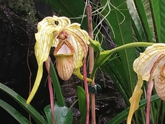 Phragmipedium longifolium