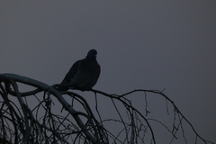 Columba palumbus