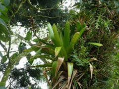 Werauhia