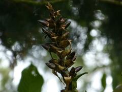 Werauhia