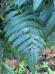 Cyathea horrida