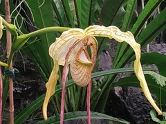 Phragmipedium longifolium