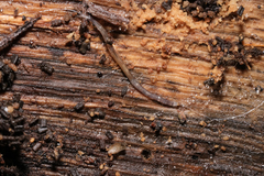 Keroplatidae