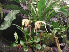 Phragmipedium longifolium