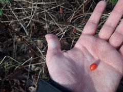 Cotoneaster simonsii