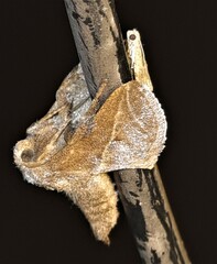 Anaxidia lozogramma