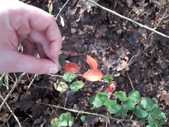 Cotoneaster simonsii