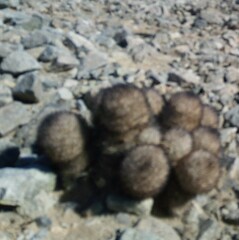 Escobaria alversonii