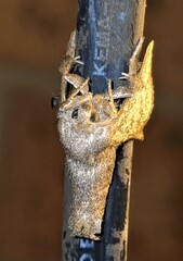 Anaxidia lozogramma