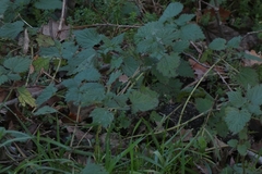 Urtica dioica