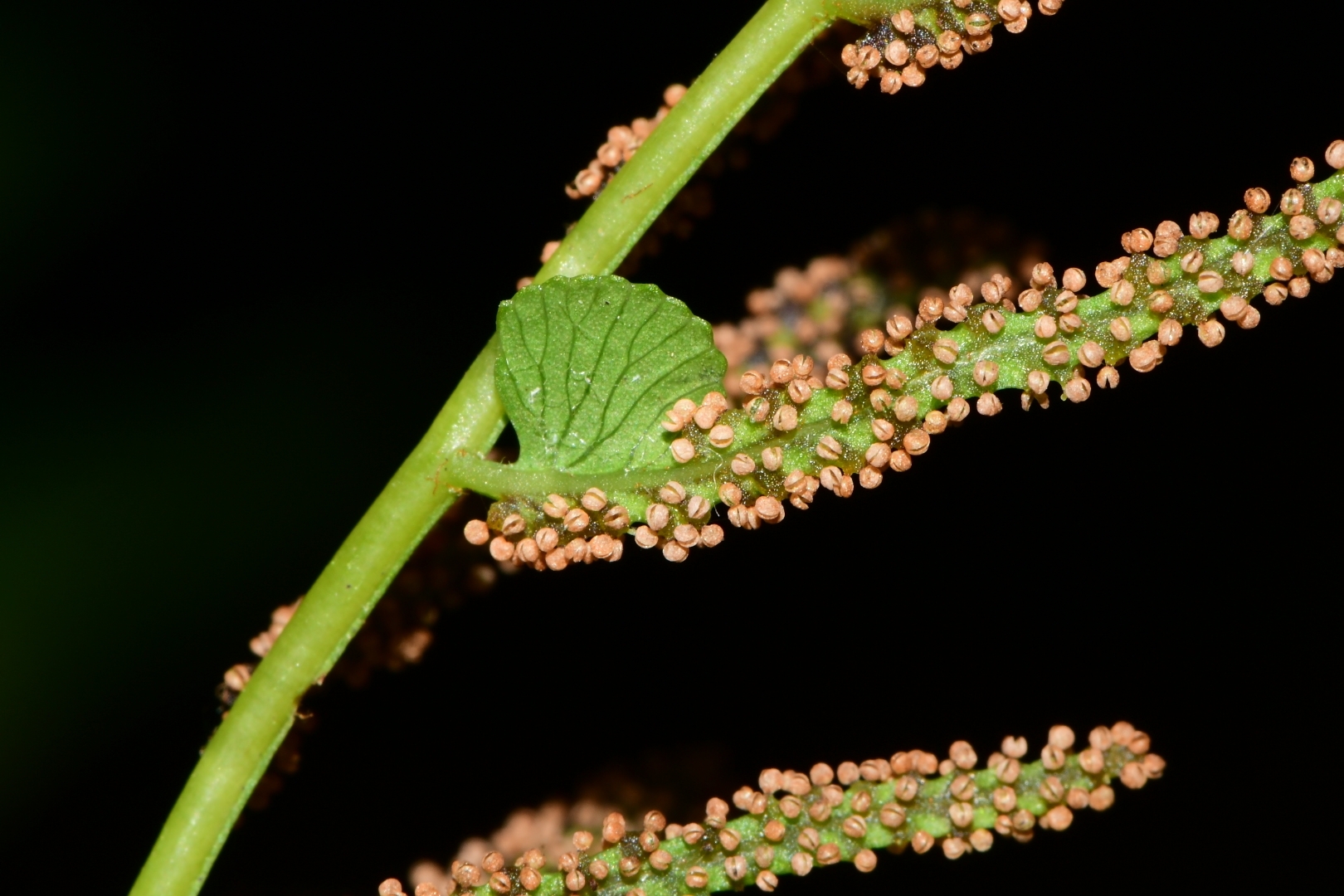 Osmunda