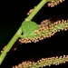 Royal Ferns - Photo (c) Joey Santore, some rights reserved (CC BY-NC), uploaded by Joey Santore