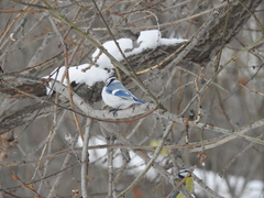 Cyanistes caeruleus × cyanus