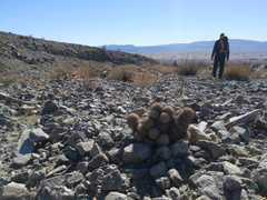 Escobaria alversonii