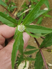 Magnoliopsida