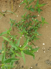 Magnoliopsida