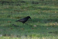Corvus corone