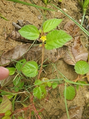 Magnoliopsida