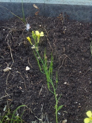 Brassiceae