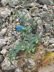 Euphorbia lasiocarpa