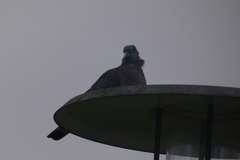 Columba palumbus
