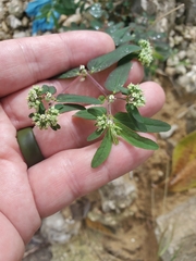 Euphorbia lasiocarpa