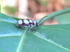 Omophoita sexnotata
