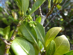 Eumachia