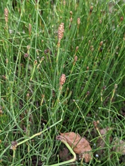 Equisetum bogotense