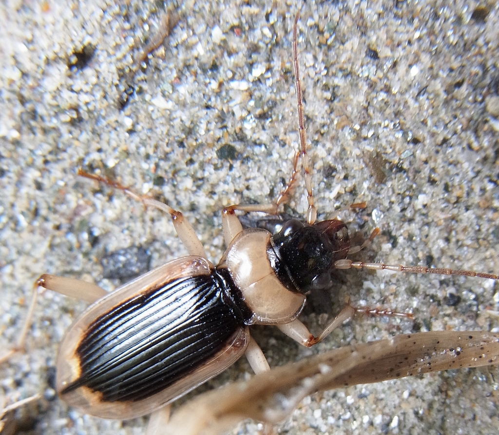 Nebria livida livida