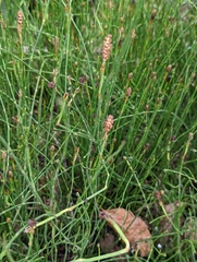 Equisetum bogotense