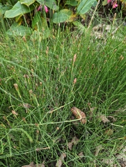 Equisetum bogotense