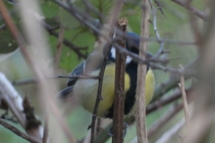 Parus major