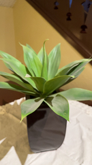 Agave attenuata