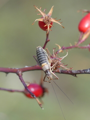 Sorapagus catalaunicus