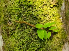 Microgramma lycopodioides