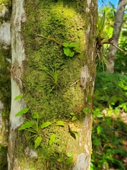 Microgramma lycopodioides