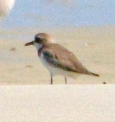 Charadrius leschenaultii